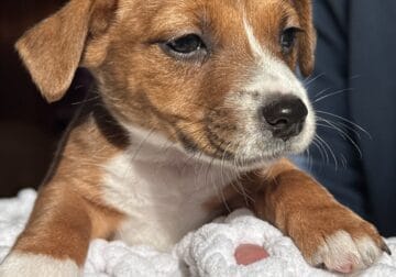 Terrier Puppies