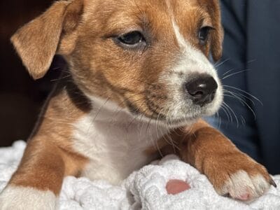Terrier Puppies