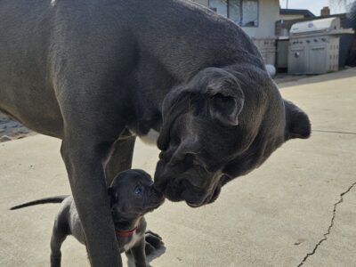 Cane Corso Puppies for sale