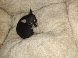 Mable – NE OK – Female Chihuahua