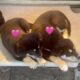 Rehoming 2 Border Collie Puppies