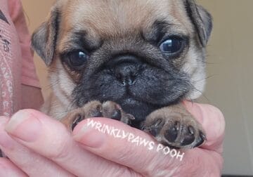 Pugs born Match 4th