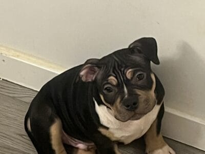 American bully