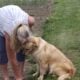 ENGLISH CREME GOLDEN RETRIEVER PUPPIES