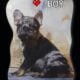 AKC Frenchie Puppies