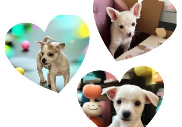CKC morkie puppies