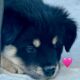 Rehoming 2 Border Collie Puppies