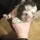 Blue merle fluffy French bulldog puppy