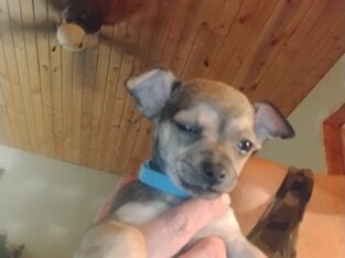 Puppies