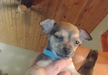 Puppies