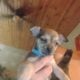 Puppies