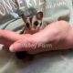 Male Sugar Gliders For Sale