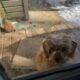 PRECIOUS CAVAPOO MALE 12 WK. OLD PUPPY AVAILABLE