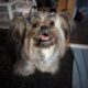 Ewok Naturally-Reared