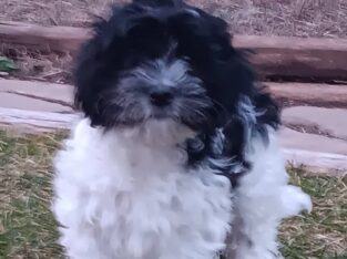 Sonic, Coton de Tulear, APRI Mother’s day special