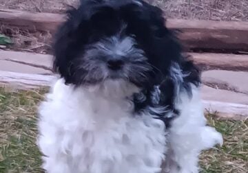 Sonic, Coton de Tulear, APRI Mother’s day special