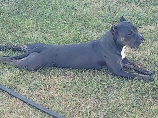 Female American bully