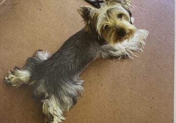Purebred yorkie