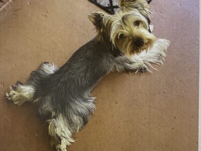 Purebred yorkie