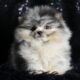 Squirt AKC Pomeranian