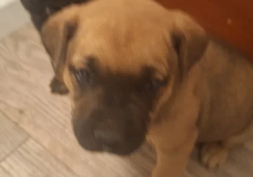 2 bull dog puppys