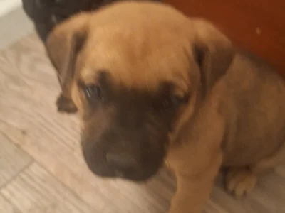 2 bull dog puppys