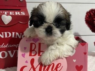 ShihTzu