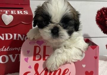 ShihTzu