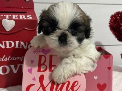 ShihTzu