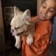 Fluffy and carrier French Bulldogs