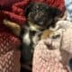 Australian Shepherds