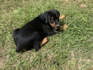 Doberman puppies