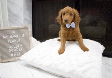 Male Mini Golden Doodle puppy