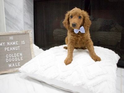 Male Mini Golden Doodle puppy