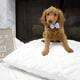 Male Mini Golden Doodle puppy
