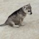 Siberian Husky Puppies