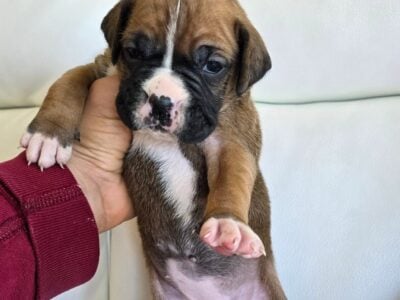 Rehoming boxers