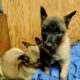 3 Female puppies