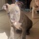 Beautiful Bully Puppy