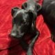 Puppies for sale