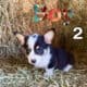 Corgi Puppies
