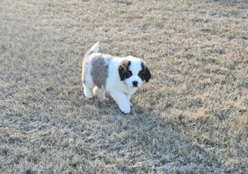 Purebred St Bernard Puppies