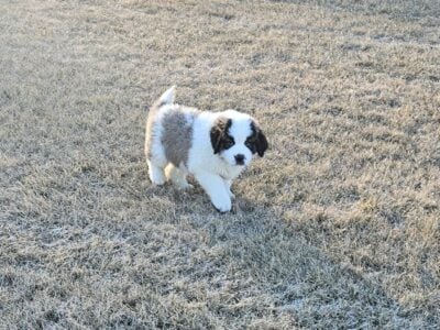 Purebred St Bernard Puppies