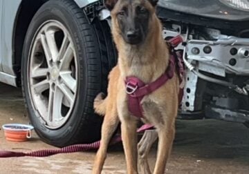 AKC Female Belgian Malinois