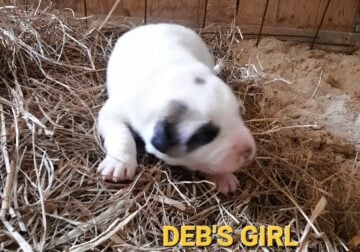 Full Blood Pyrenees Puppies
