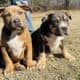 ABKC XL American Bully
