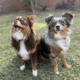 Toy Australian Shepherd puppies