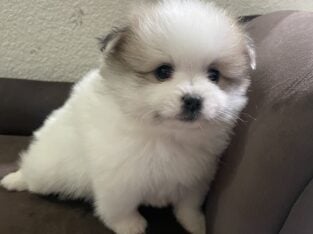 Male Pomeranian (white + brown spots)