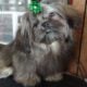 Ewok Naturally-Reared