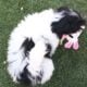 Zorro, male, Malshi/Peke